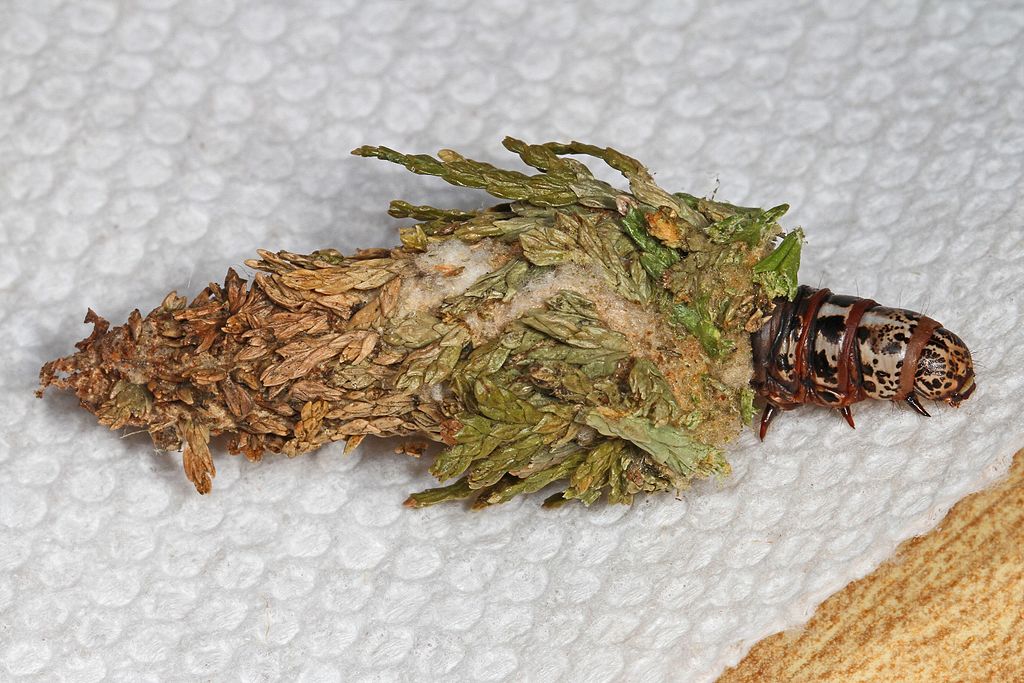 All About Bagworms Treatment Identification And Control Expectations